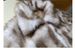 Luxury Faux Fox Fur Coat For Women – Short Plush Jacket In Floral Print (S-L) | Elegant & Office-Chic_ecoleips.com