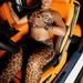 Trendy Ins Style Women's Fashion Leopard Print Sexy Strapless Backless Camisole Long Pants Two-Piece Set_ecoleips.com
