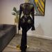 Elegant Flocked Floral Sheer Mesh Long Sleeve Dress With Slip Lining - Stretchy Ruffle Hem A-Line Party Gown_ecoleips.com