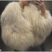 Women's Clothing Elegant Solid Color Short Fur Coat Fashion Women's Winter Warm Long Sleeved Coat_ecoleips.com