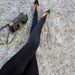 K New Tight Pants, High Waisted Black Elastic Leggings, Women's Slimming Effect, Leggings, Long Pants_ecoleips.com