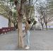 Light-colored High-waisted Butt-lifting Jeans For Women, 2023 Spring/summer, Stretchy, Slim-fit, Frayed Hem Skinny Pants_ecoleips.com