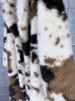 K Thick Cow Patterned Fur Coat For Women, Faux Fur, Elongated Suit Collar Coat_ecoleips.com