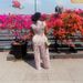 Women's Clothing Spring Fashion Pleated Round Neck Two Piece Set With Printed Wide Leg Pants And Flutter Sleeve Casual_ecoleips.com